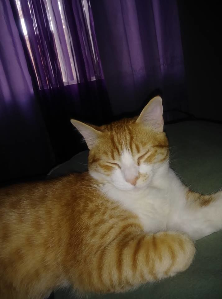 Readers pet photos